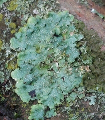 Punctelia jeckeri