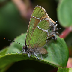 Callophrys xami xami