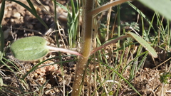 Proboscidea parviflora parviflora