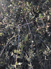 Quercus john-tuckeri