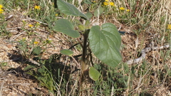 Proboscidea parviflora parviflora