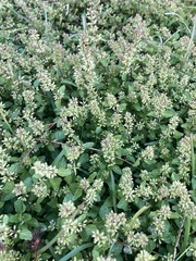 Clinopodium gracile