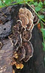 Trametes versicolor
