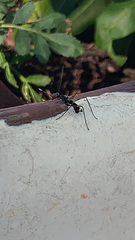 Taeniaptera trivittata