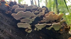 Trametes versicolor