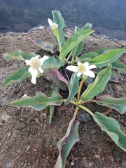 Anemopsis californica