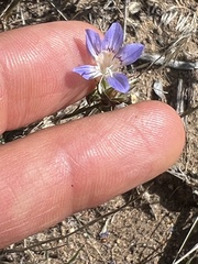 Eriastrum sapphirinum