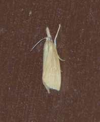 Donacaula melinellus