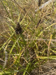 Carex macrocephala