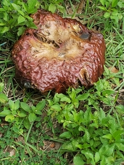 Scleroderma polyrhizum