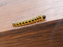 Macremphytus testaceus