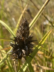 Carex macrocephala