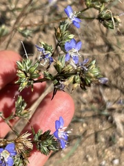 Eriastrum sapphirinum