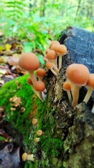 Kuehneromyces mutabilis