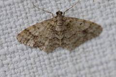 Myrioblephara desumpta