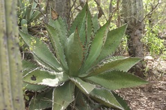 Agave quiotepecensis