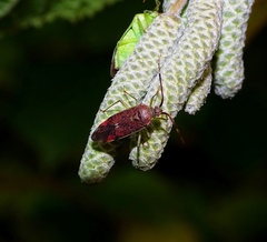 Pantilius tunicatus
