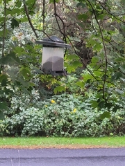 Poecile atricapillus