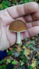 Kuehneromyces mutabilis