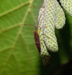 Pantilius tunicatus