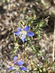 Eriastrum sapphirinum