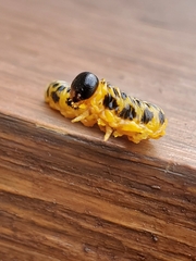 Macremphytus testaceus