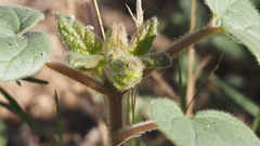 Proboscidea parviflora parviflora