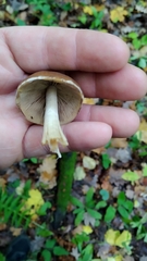 Kuehneromyces mutabilis
