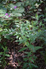 Vernonia greggii