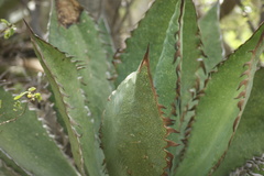 Agave quiotepecensis
