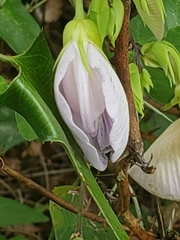 Centrosema arenicola