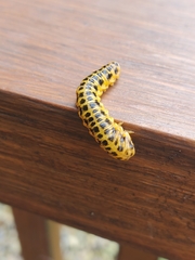 Macremphytus testaceus