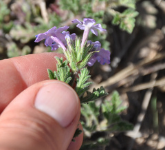 Glandularia venturii