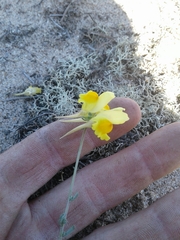 Linaria polygalifolia