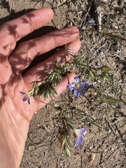 Eriastrum sapphirinum