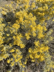 Chrysothamnus viscidiflorus