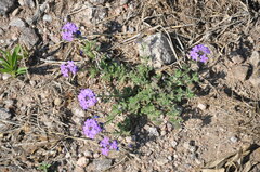 Glandularia venturii