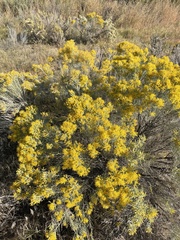 Chrysothamnus viscidiflorus