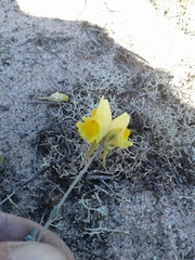 Linaria polygalifolia