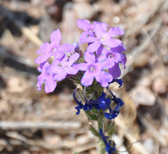 Glandularia venturii