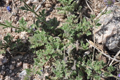 Glandularia venturii