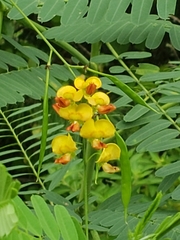 Sesbania vesicaria