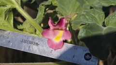 Proboscidea parviflora parviflora