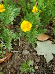 Tagetes erecta