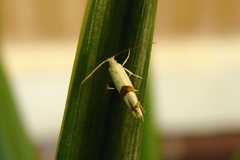 Argyresthia oreasella
