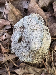 Heterodermia albicans