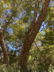 Betula nigra