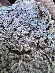 Heterodermia albicans