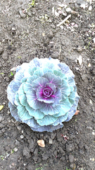 Brassica oleracea
