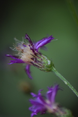 Vernonia greggii